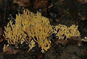 Kutka plih - Ramaria flaccida (2).jpg