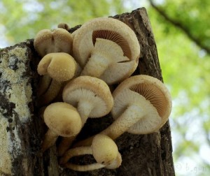 Kuehneromyces mutabilis.jpg