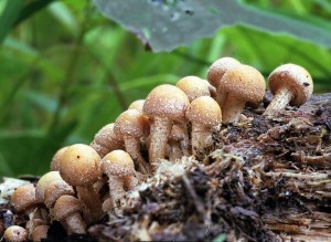 Kuehneromyces mutabilis  -   Opnka mnliv 8.jpg