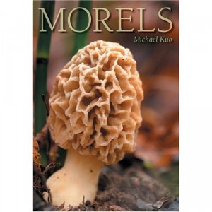 Kuo Morels.jpg