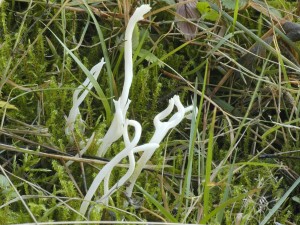 Kyjanka kehk - Clavaria fragilis.jpg