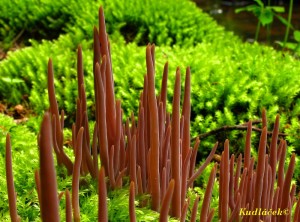 Kyjanka purpurov -Clavaria purpurea (1).jpg