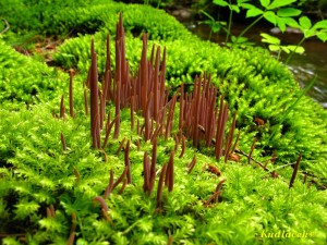 Kyjanka purpurov -Clavaria purpurea (2).JPG