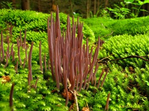 Kyjanka purpurov -Clavaria purpurea (4).JPG