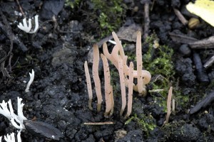 Kyjanka rov - Clavaria rosea.jpg