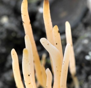 Kyjanka rov - Clavaria rosea (1).jpg
