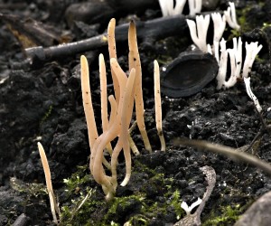 Kyjanka rov - Clavaria rosea (2).jpg