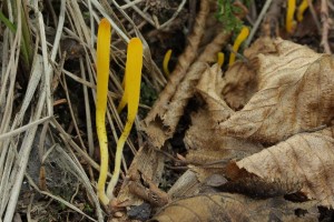 Kyjoveka [Clavulinopsis] 6.JPG
