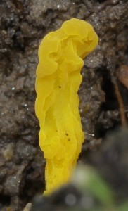 Kyjoveka [Clavulinopsis] 7.JPG