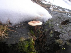 L.adhaerens 20.3.2010.JPG
