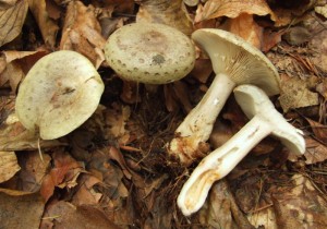 L.blenius.JPG