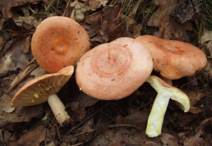 L.chrysorrheus.JPG