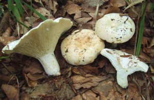 L.pallidus.JPG