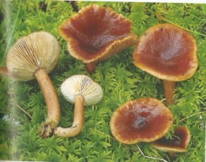 L.sphagneti.jpg
