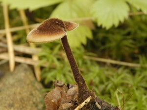 Likovec ikov - Ariscalpium vulgare (1).jpg
