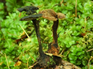 Likovec ikov - Ariscalpium vulgare (3).jpg