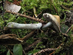 lmcovka modr-Stropharia caerulea1.jpg