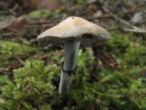 lmcovka modr-Stropharia caerulea.JPG