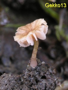 Laccaria_tortilis3.JPG