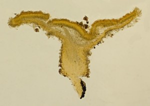 Lachnellula-Smrk-Rez-02.jpg