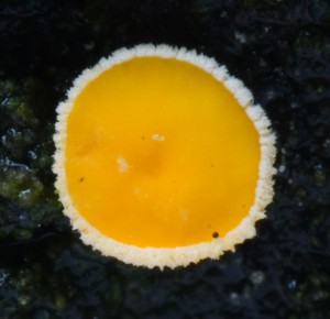 Lachnellula-Smrk01.jpg