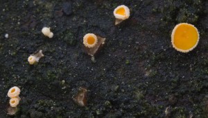 Lachnellula-Smrk02.jpg