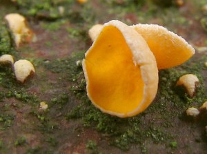 Lachnellula sp.jpg