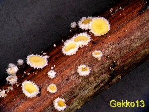 Lachnum_bicolor5.jpg