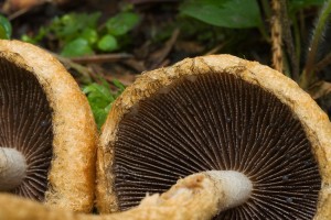 LacrymariaPyrotricha2.jpg