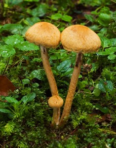 LacrymariaPyrotricha_2-9-06.jpg