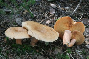 Lactariu_deterrimus 01.jpg