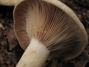 Lactarius acerrimus1.jpg