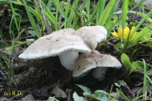 Lactarius_azonites 01.jpg
