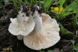 Lactarius_azonites 02.jpg