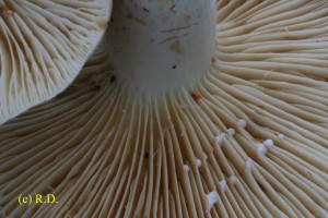 Lactarius_azonites 03.jpg