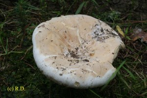 Lactarius_bertillonii 01.jpg