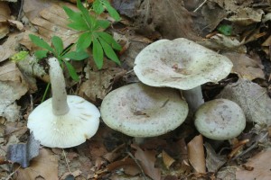 Lactarius_blennius.jpg