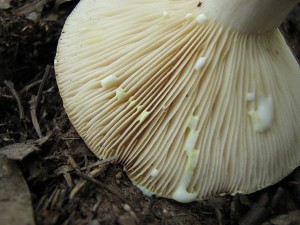 Lactarius chrysorrheus1.jpg