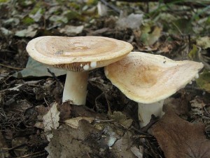 Lactarius chrysorrheus.jpg