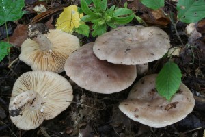 Lactarius_circellatus.jpg