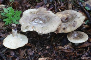 Lactarius_fluens.jpg