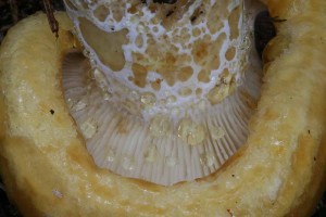 Lactarius_intermedius 02.jpg