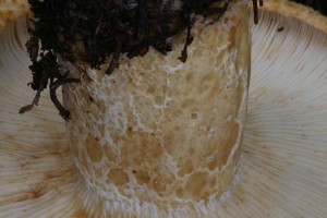 Lactarius_intermedius 03.jpg