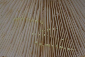 Lactarius_intermedius 04.jpg