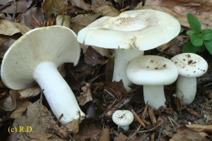 Lactarius_piperatus.jpg