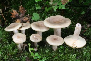 Lactarius_pyrogalus.jpg