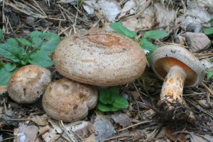 Lactarius_quieticolor 01.jpg