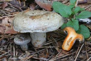 Lactarius_quieticolor 02.jpg