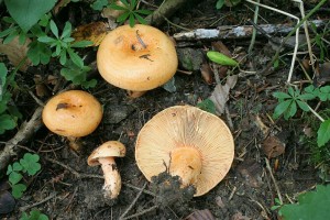 Lactarius_salmonicolor.jpg