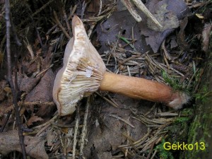 Lactarius_sp2.JPG